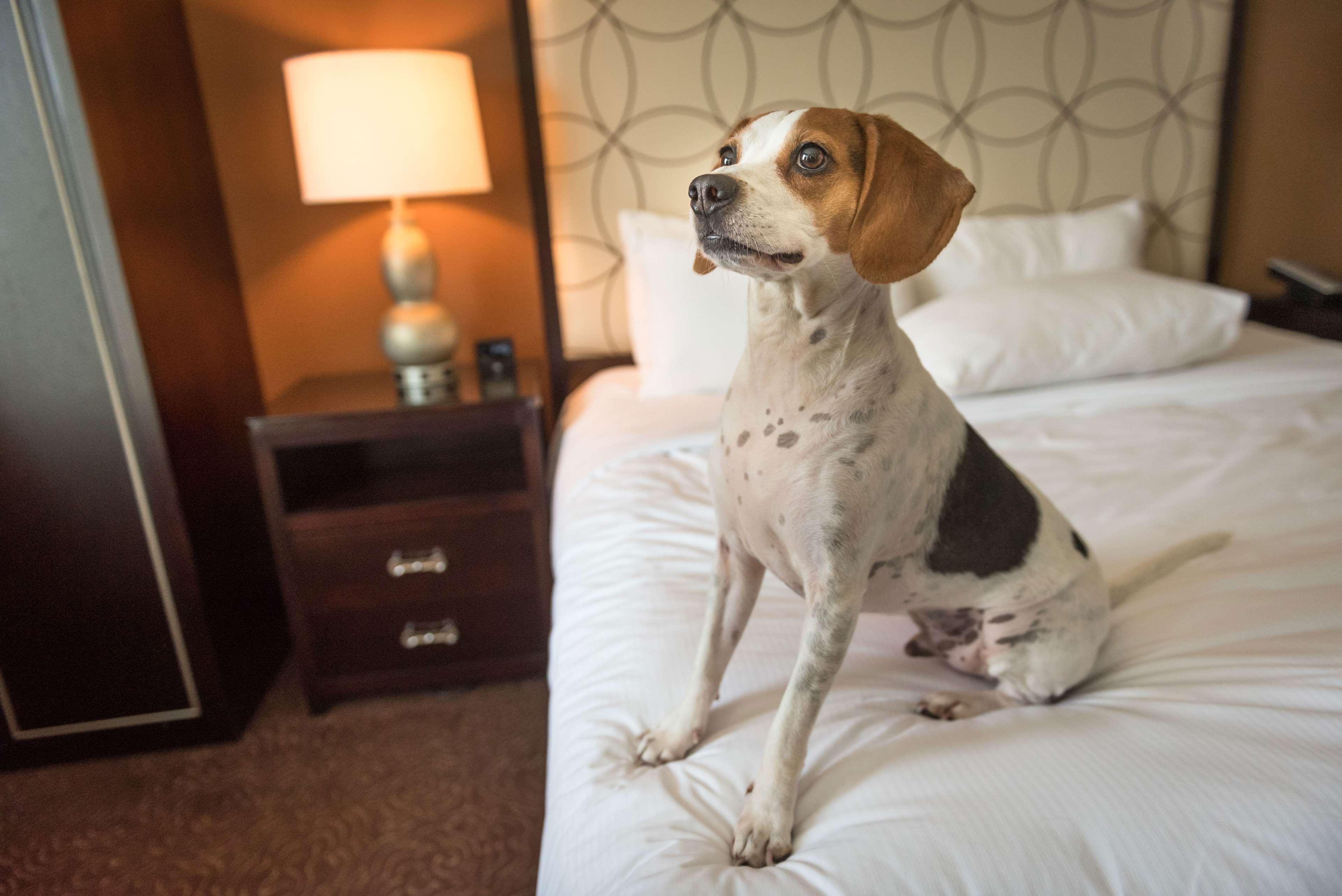 Hilton Baton Rouge Capitol Center Hotel Ngoại thất bức ảnh